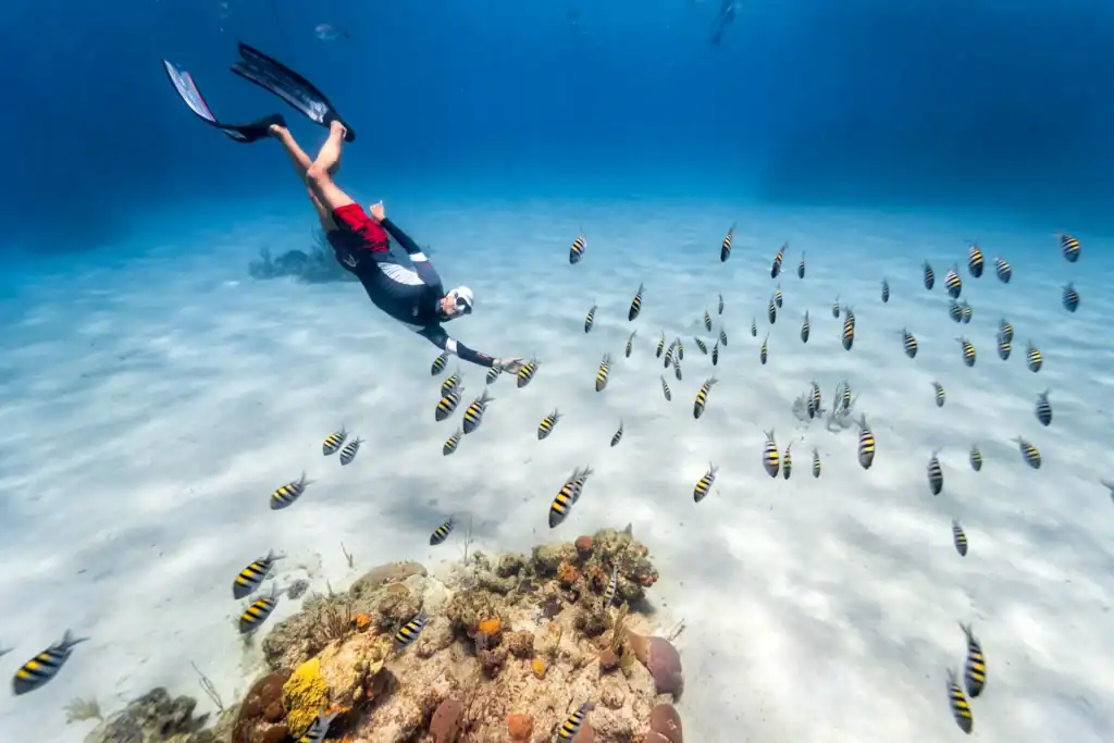 Potapljac med ribami